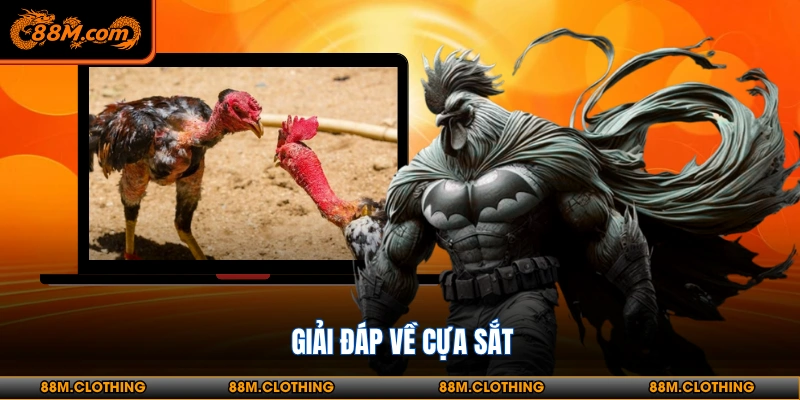 Giải đáp về cựa sắt