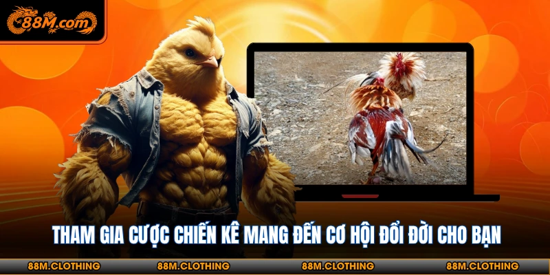 Tham gia cược chiến kê mang đến cơ hội đổi đời cho bạn